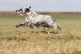 SETTER ANGLAIS 198
